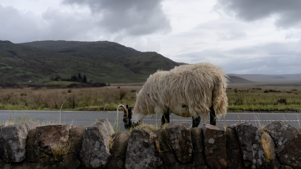 Skye Sligachan - Local 2